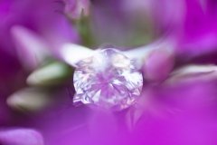 Daniel_Clements_Photography_0002_4542